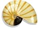 Nautilus Shell aquarium ornament - Small