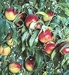 Goldmine Nectarine Tree Five Gallon