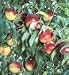 Ruby Grand Nectarine Five Gallon