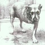 Produkt-Bild: Alice in Chains