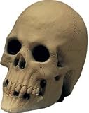 Skull Table Decoration Halloween Decorations and Spooky Collectibles