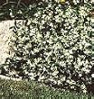 Staked Star Jasmine Five Gallon