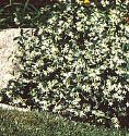 Staked Star Jasmine Five Gallon