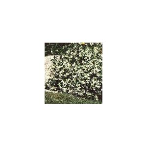 Staked Star Jasmine Five Gallon by Cliftons Nursery