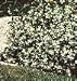 Staked Star Jasmine Five Gallon