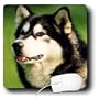 Dogs Alaska Malamute - Alaska Malamute Dog - Mouse Pads