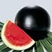 Watermelon Seeds - Watermelon Everglade Hybrid
