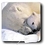 Wild animals - Polar Bear and Cub - Mouse Pads