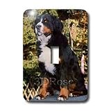 Dogs Bernese Mountain Dog - Bernese Mountain Dog - Light Switch Covers - single toggle switch