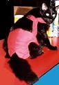 Red Piddle Pants for XXX Small Cat (Measuring 7"-9" Along Back From Collar to Base of Tail)