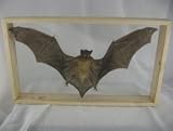 REAL Cynopterus Horsfieldii Fruit Bat Double Glass Display 14