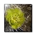 Silver Cholla Cactus flower.(Opuntia echinocarpa).Anza-Borrego Desert State Park, California. - 4 Inch Ceramic Tile