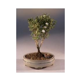 Bonsai Boy's Mount Fuji Serissa - Small(serissa foetida)