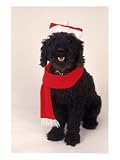 Poodle Wearing Scarf and Santa Hat Photographic Print by Jeff Dunn, 18
