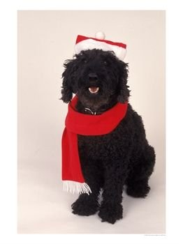 Poodle Wearing Scarf and Santa Hat Photographic Print by Jeff Dunn, 18