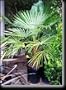 Windmill Palm Five Gallon by Monrovia Growers