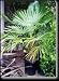 Windmill Palm Five Gallon by Monrovia Growers