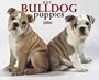 Just Bulldog Puppies 2006 Calendar
