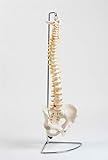 Flexible Chiropractic Spine Model, Life Size, Floor Stand Included