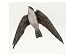 Map of the Range of White-Nest (Aerodramus Fuciphagus) and Black-Nest (Aerodramus Maximus) Swiftlets Photographic Print by Sally Bensusen, 24 x 18