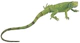Iguana Baby