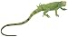 Iguana Baby