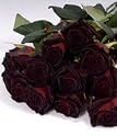 Black Roses