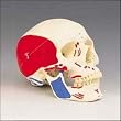 Human Skull with...