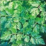 Organic Chervil 100 Seeds - Anthriscus cerefolium - Herb