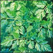 Chervil Herb 100 Seeds