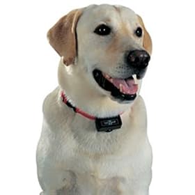 Curtail Your Dog's Excessive Barking with this Harmless