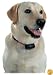 PetSafe PBC-102 No-Bark Collar