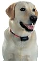 PetSafe PBC-102 No-Bark Collar
