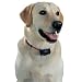 PetSafe PBC-102 No-Bark Collar