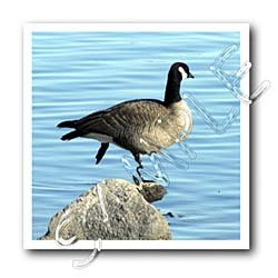 Canada Goose Photographed by Angelandspot - 10x10 Iron On Heat Transfer For White Material