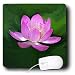 Flowers - lotus - Mouse Pads