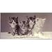20 Quality Cute Kitten Greeting Cards with Envelopes