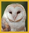 Barn Owl Fridge Magnet
