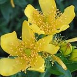Great St. John's Wort (Hypericum pyramidatum) - Jumbo Wildflower Seed Packet