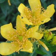 Great St. John's Wort (Hypericum pyramidatum) - Jumbo Wildflower Seed Packet