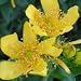 Great St. John's Wort (Hypericum pyramidatum) - Jumbo Wildflower Seed Packet