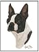 boston_terrier34boston terrier - Evergreen Boston Terrier