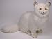   - Chinchilla Persian, Sitting - Lifelike Plush|One Size - 20 inches