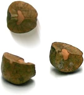 Mexican Jumping Beans