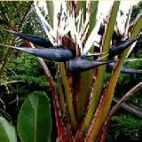 Outdoor Living : GIANT BLACK BIRD OF PARADISE 10 Seeds Strelitzia nicolai