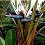 GIANT BLACK BIRD OF PARADISE 10 Seeds Strelitzia nicolai