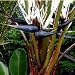 GIANT BLACK BIRD OF PARADISE 10 Seeds Strelitzia nicolai