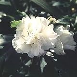 314bPWYPJzL. SL160  1 Double White Rose of Sharon 1 2 bareroot bush