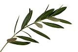 Olive Leaf C/S Wildcrafted 1 Lb
