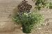 Gardman 17555 Spanish Pot Holder Rustic Effect